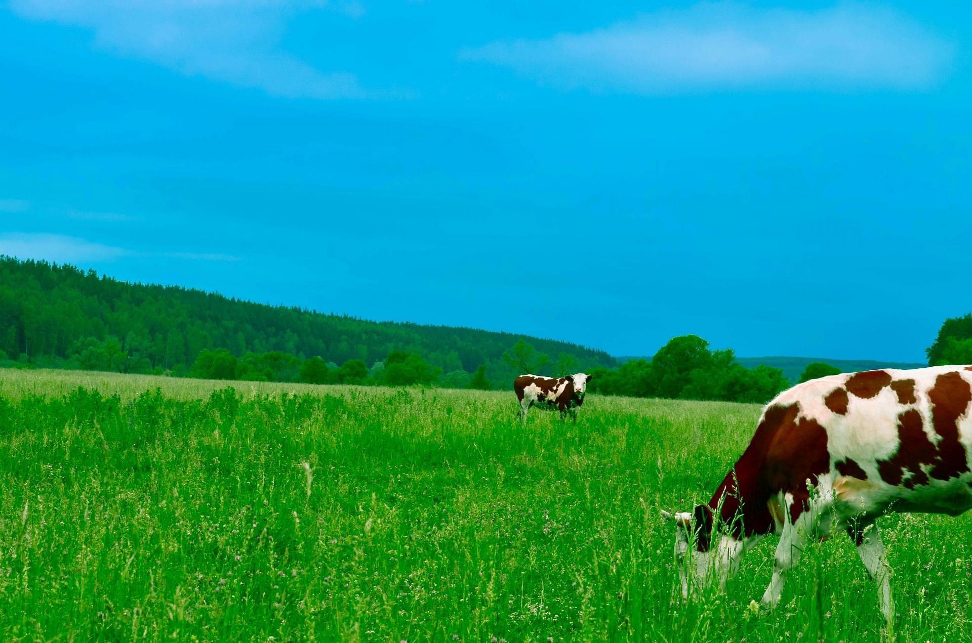 tips to manage lactose intolerance (image sourced via Pexels / Photo by andrey)